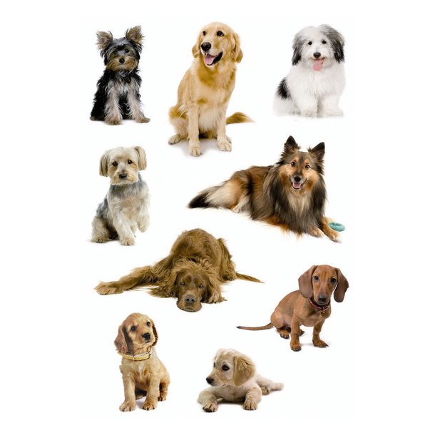 Herma stickers Decor hunde (3)