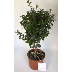 Text loops - 200 mm - Cord: Beige Hemp - 5000 pcs