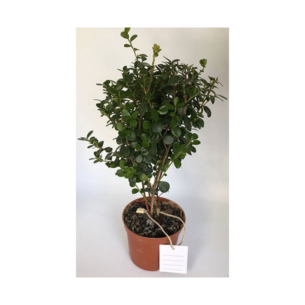 Text loops - 200 mm - Cord: Beige Hemp - 5000 pcs